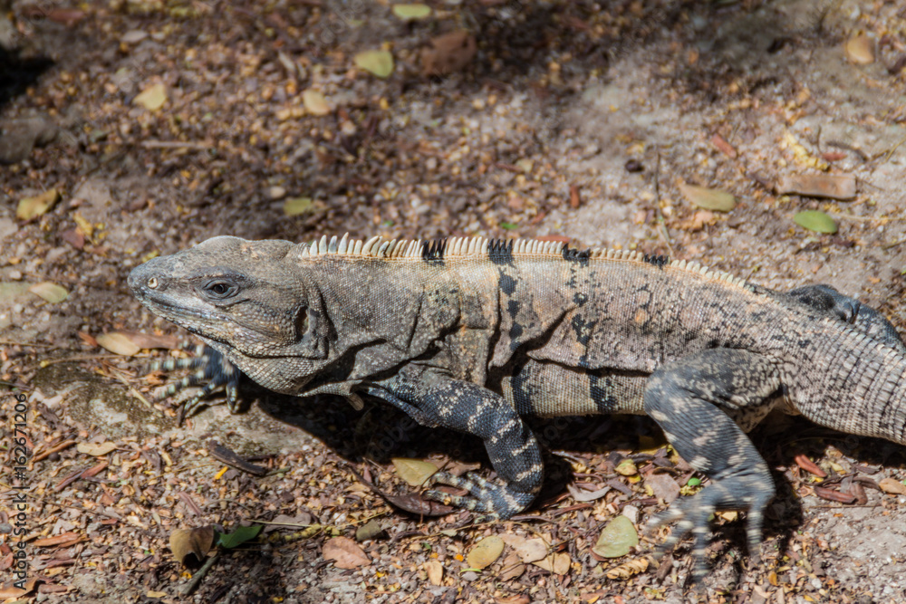 Black Iguana at the Mayan archeological site Chichen Itza, Mexico Black Iguana at the Mayan archeological site Chichen Itza, Mexico