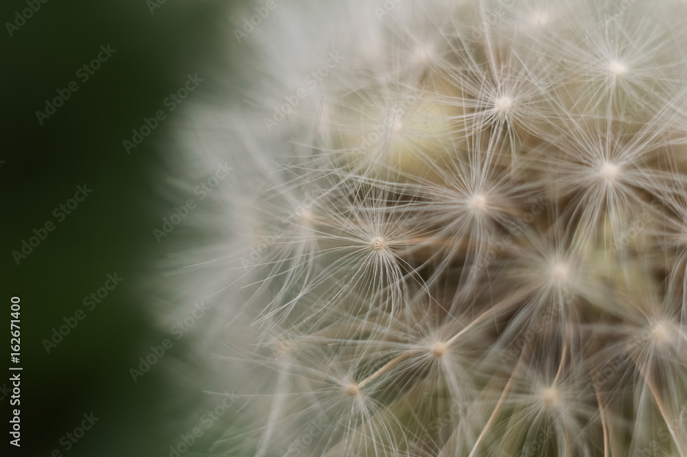 Close-up of dandelion on natural green background Close-up of dandelion on natural green background