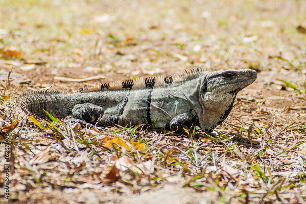 Black Iguana the ruins of the ancient Mayan city Uxmal, Mexico Black Iguana the ruins of the ancient Mayan city Uxmal, Mexico
