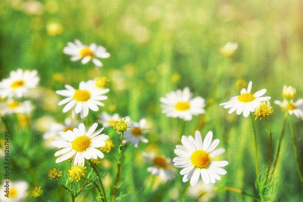 Chamomile flowers field wide background in sun light Chamomile flowers field wide background in sun light