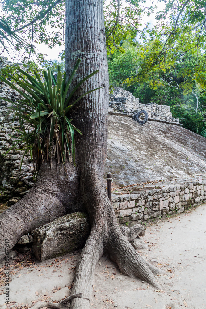Ball court overgrown by the ceiba tree at the ruins of the Mayan city Coba, Mexico