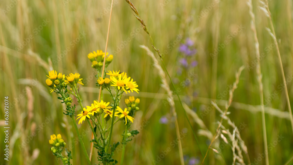 Wildflowers at sunset Close-up. cool Wildflowers at sunset Close-up. cool