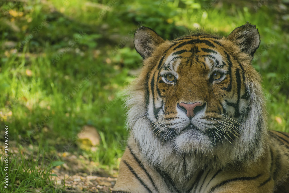Obraz premium Tigre