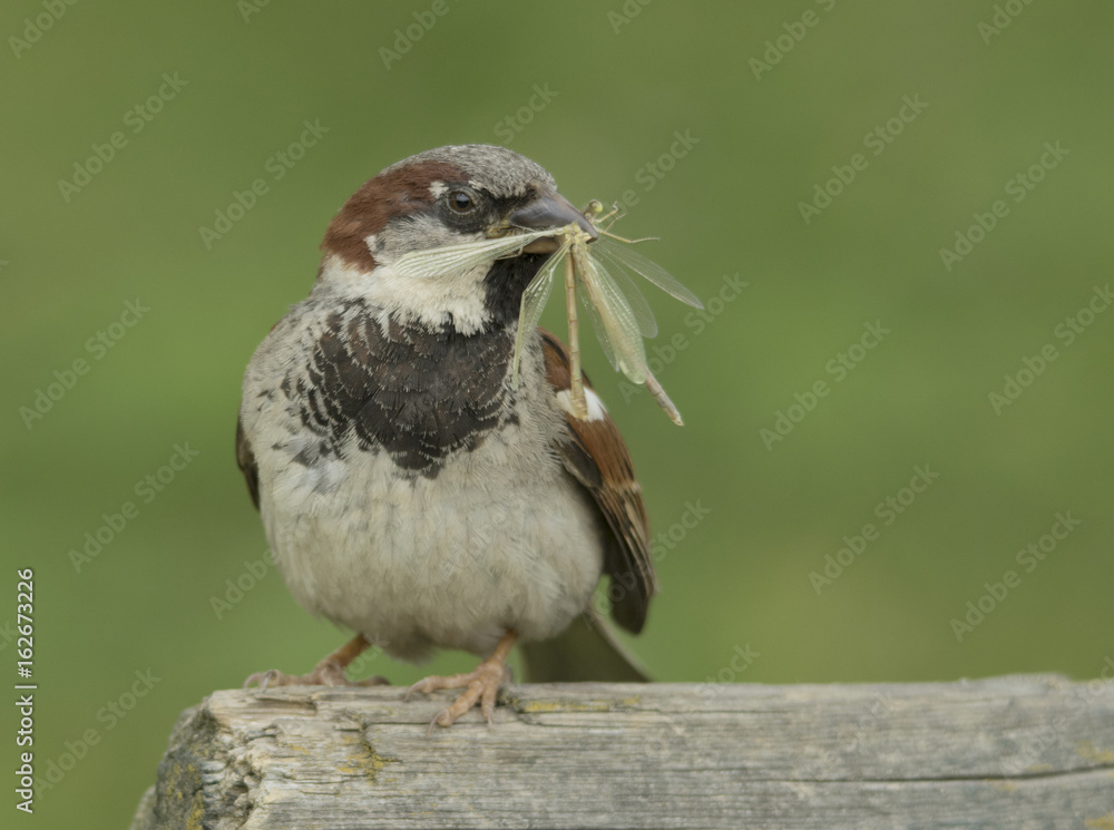Naklejka premium house sparrow with insect
