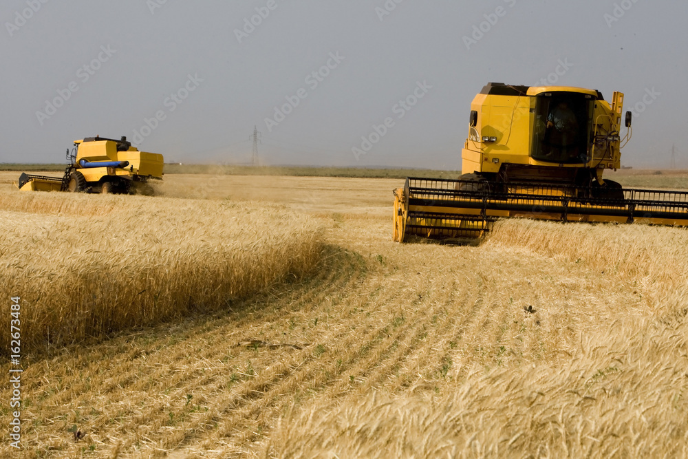 Obraz premium COLHEITA DE TRIGO