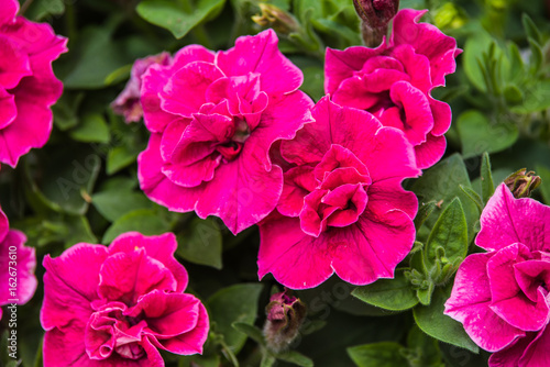 Pink petunia