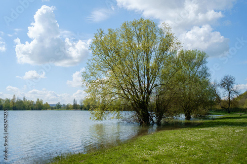 Large tree flooded by the lake