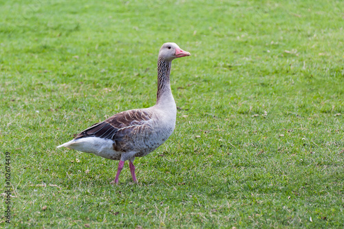 Graugans Greylag goose (Anser anser) spaziert durch das Gras