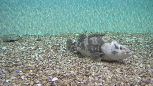 4K Wolf fish and another exotic creatures moving on the bottom
