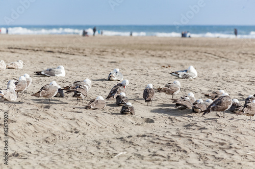 Seagulls at the beach © PETE