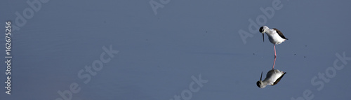 Stelzenläufer (Himantopus himantopus) - Black-winged stilt