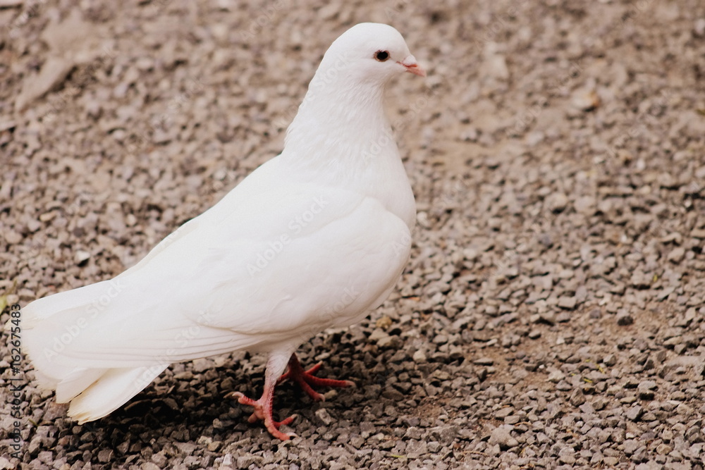 Obraz premium Close up of White Dove