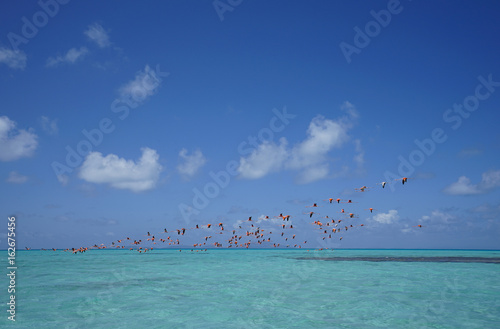 Flamingos Over Turquoise Water