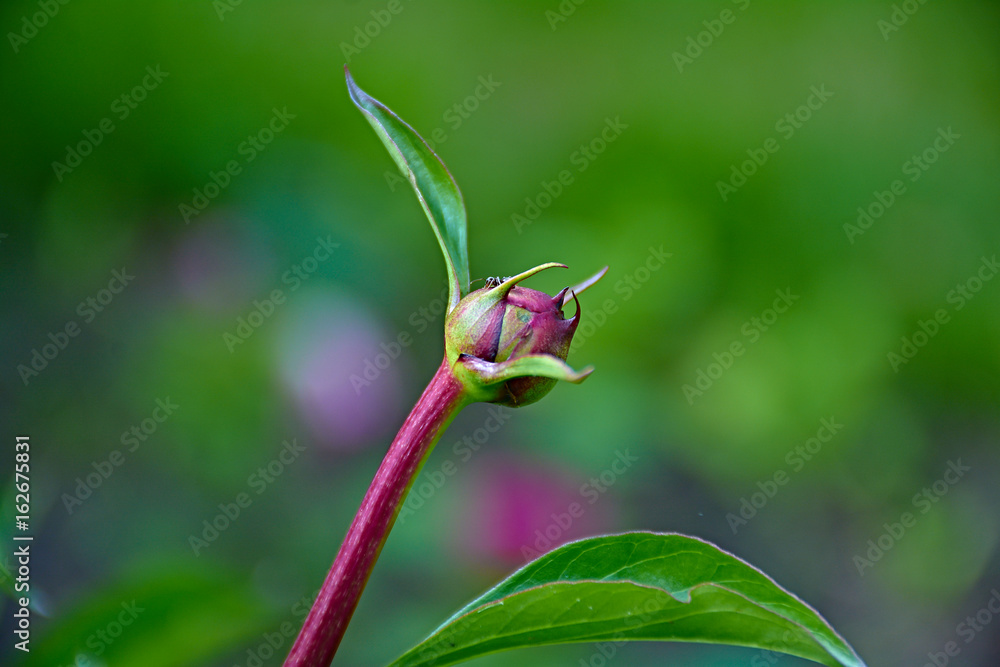 Unblown red peony flower/Marco, Nature, flowers, Russia, Moscow region, Shatura Unblown red peony flower/Marco, Nature, flowers, Russia, Moscow region, Shatura