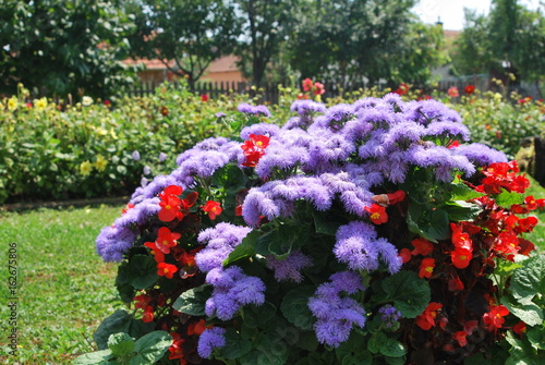 Fototapeta Naklejka Na Ścianę i Meble -  Garden of purple and red flowers