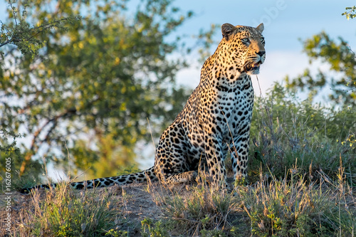 Djuma Leopard photo