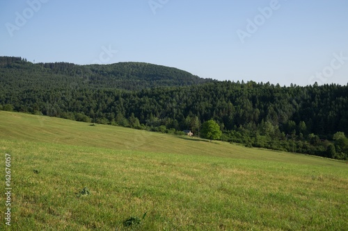 Green meadow with trees and views to mountains. Slovakia