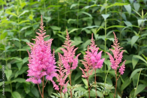 Pink Meadow flowers. Slovakia