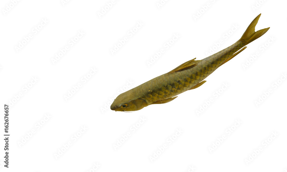fish on white background