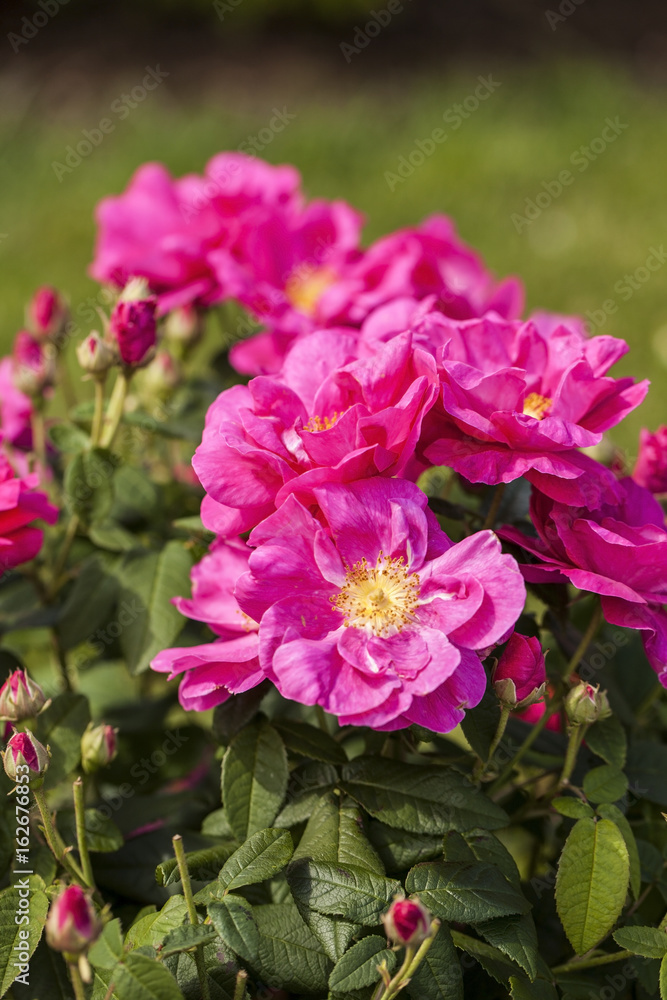 Rosa Gallica Rosa Gallica