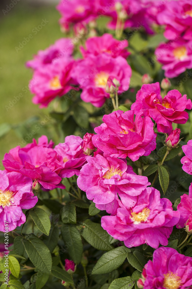 Foto Stock Rosa Gallica "Officinalis" (Old Red Damask Rose). Pure Old Rose  fragrance. | Adobe Stock