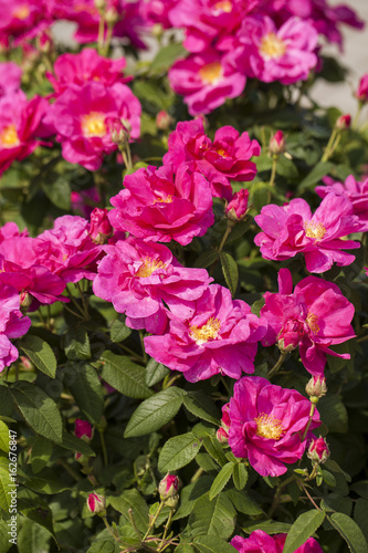 Rosa Gallica  Officinalis   Old Red Damask Rose . Pure Old Rose fragrance.