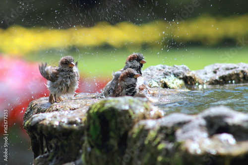Sparrows Bathing