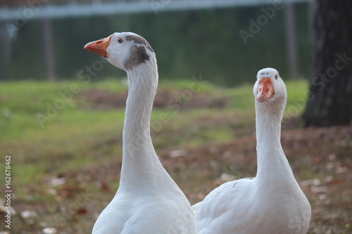 Duck Family