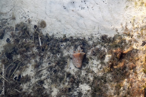 A snail on the caribbean sea surrounded by seaweed
