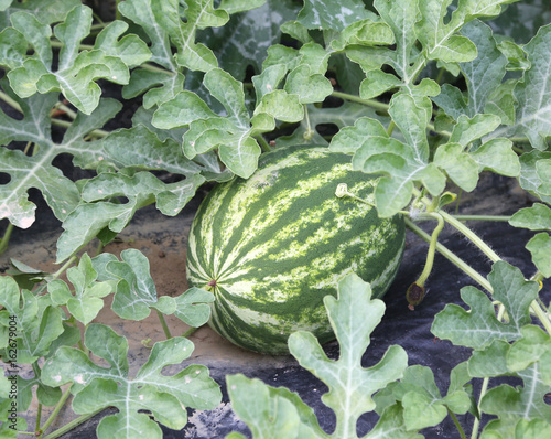 Watermelon in the garden of a farmer in the Mediterranean countr photo