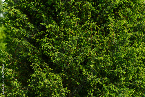 green background. Thuya. Sprigs of green coniferous tree.