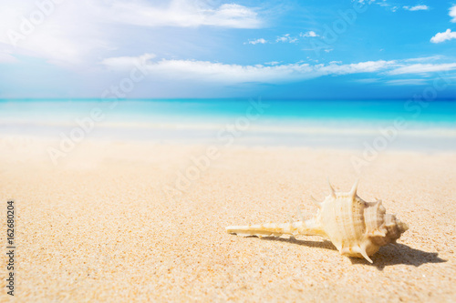 shell on the sand beach