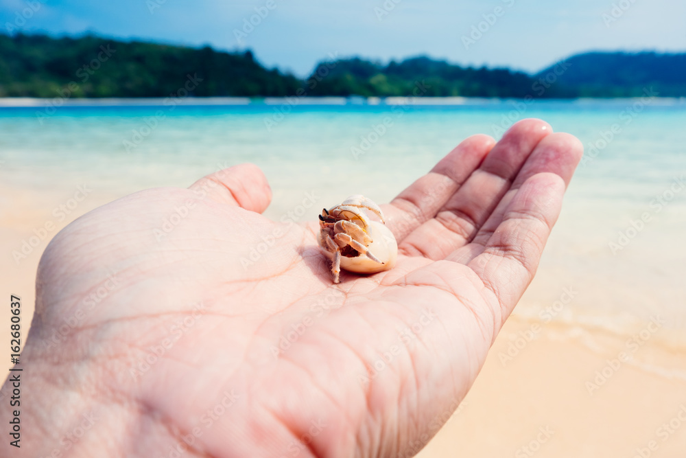 hermit crab on hand at Lipe island