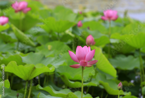 Blooming lotus