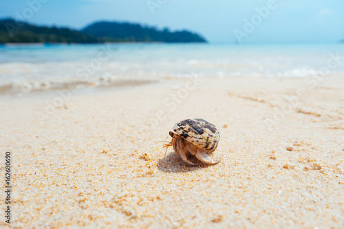 hermit crab on sand beach