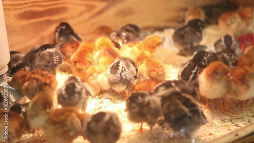 Closeup of baby chicks eating and drinking under a heat lamp