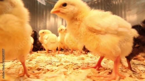 Black and yellow baby chickens running around pen