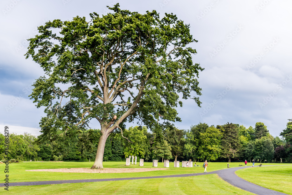 Tree in Cabinteely Park Tree in Cabinteely Park