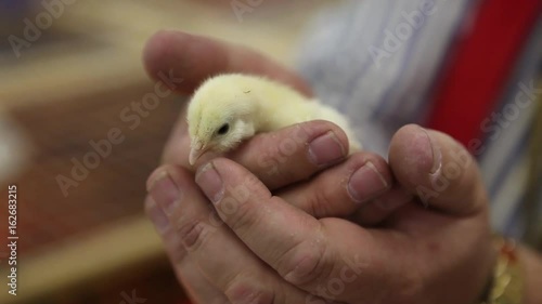 A retail worker holding a baby chicken in a store