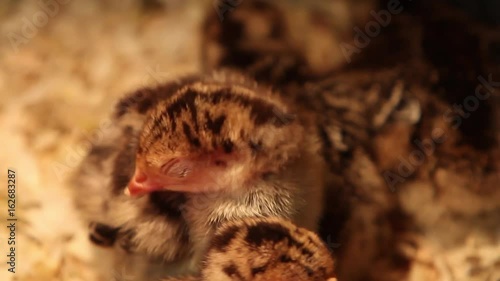 A cute tired baby chicken