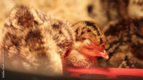 Closeup of a cute baby chick closing it's eye