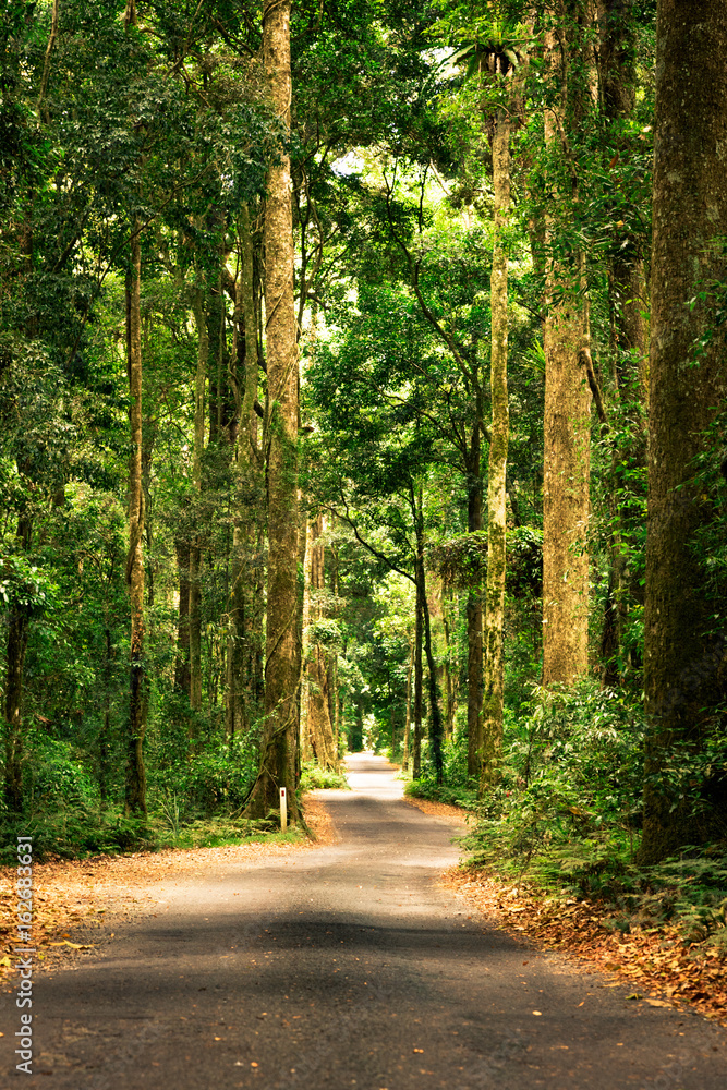 Obraz premium Road in dense rainforest