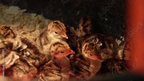 Cute baby chicks all nesting together