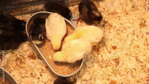 Cute baby chicks eating while standing in their feeder