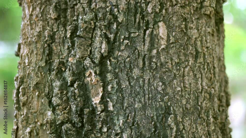 Closeup vertical panoramic scene of bark tree. Bottom view of beautiful nature scene and texture of tree in sunny day. Great 4K footage Closeup vertical panoramic scene of bark tree. Bottom view of beautiful nature scene and texture of tree in sunny day. Great 4K footage