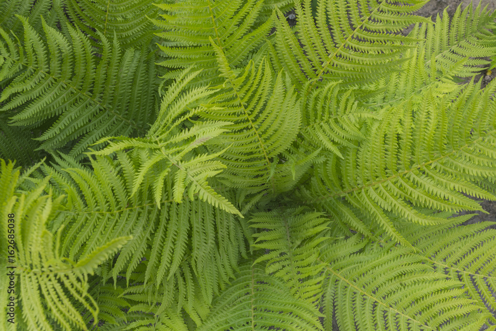 Background of large leathery leaves 2