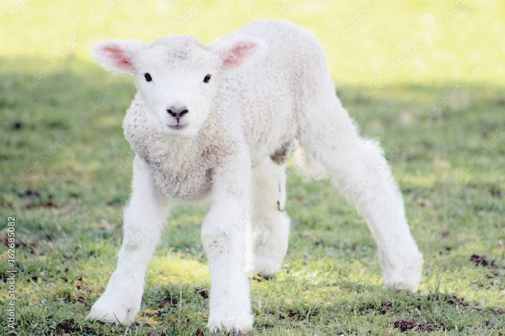 Obraz premium Spring Lamb