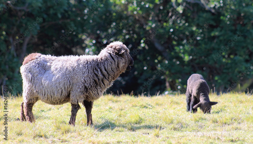Naklejka premium Black Sheep and Lamb