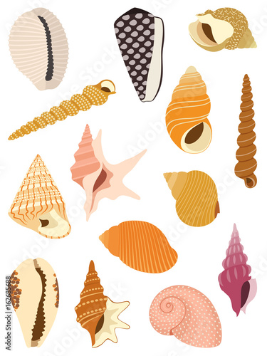 Sea snail shells collection isolated on white background