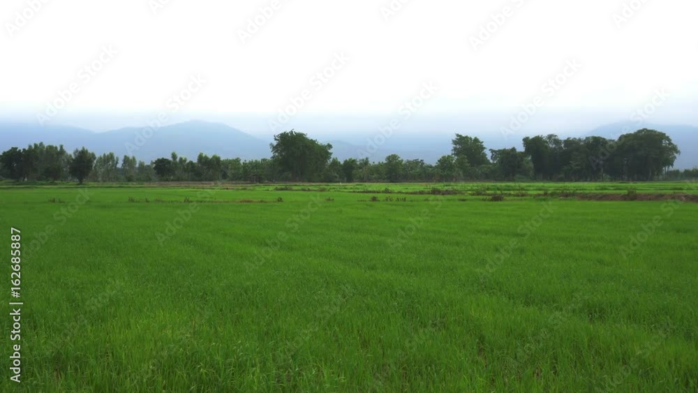 Landscape of a beautiful green field with rice stalks swaying in the wind
Landscape of a beautiful green field with rice stalks swaying in the wind
